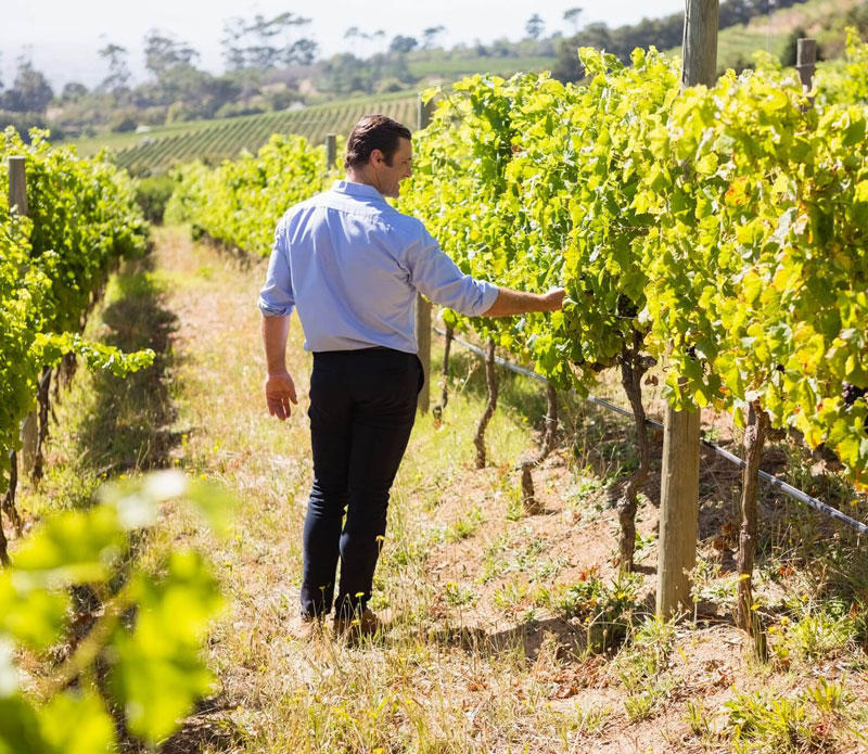 Vintner examining grapes in vineyard resized.jpg